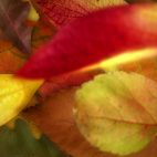 'Falling Autumn Leaves' - Realistically Moving Motion Background Loop_Sample3