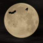 'Bat Attack 1' - Halloween Party Motion Background Loop_Sample2