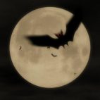 'Bat Attack 1' - Halloween Party Motion Background Loop_SampleStill