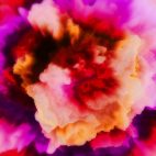 'Carnation' - Blossom-like Motion Background Loop_SampleStill