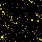 'Golden Confetti' - Glamorous Falling Confetti Motion Background Loop_Sample2