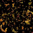 'Autumn Fall Leaves Frontal - Black BG' - Realistic Fallling Foliage Motion Background Loop-Sample3