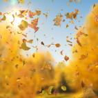 'Autumn Fall Leaves Sideways' - Realistic Falling Leaves Motion Background Loop-SampleStill